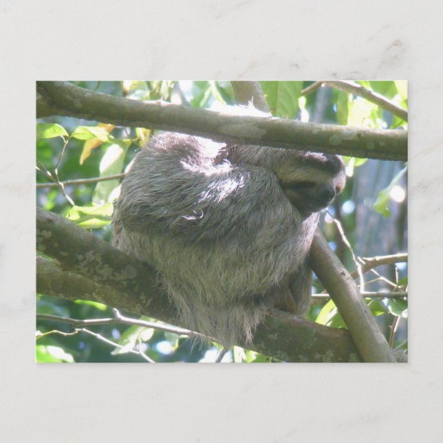 Cartes Pour Fêtes Annuelles Cute Costa Rica Sloth DIY Postcard (Devant)