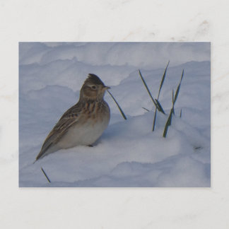 Cartes Pour Fêtes Annuelles Cute Eurasian Skylark Bird in Snow DIY Postcard