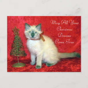 Cartes Pour Fêtes Annuelles Cute Siamese Kitten Arbre de Noël