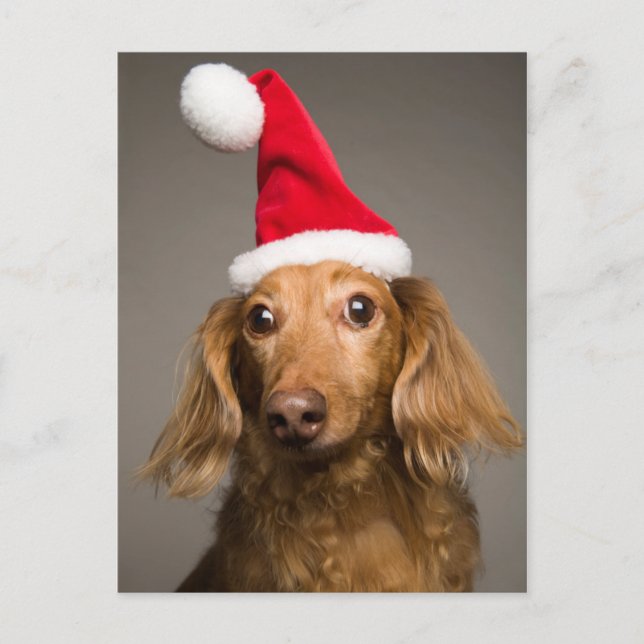 Cartes Pour Fêtes Annuelles Dachshund Portant le chapeau du Père Noël (Devant)