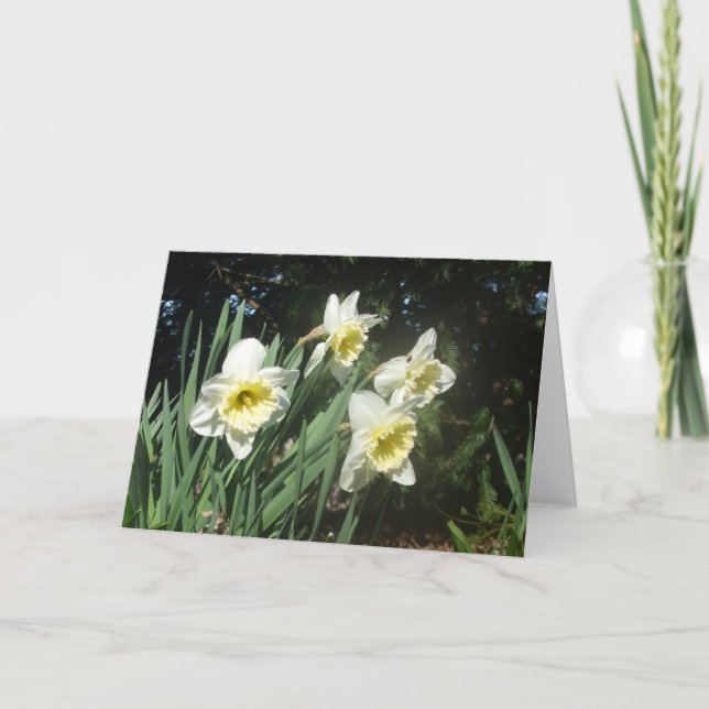 Cartes Pour Fêtes Annuelles Daffodiques (Devant)