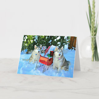 Cartes Pour Fêtes Annuelles De beaux Huskies sibériens dans la neige