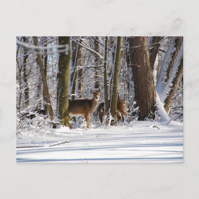 Cartes Pour Fêtes Annuelles Deer in Snowy Eagle Creek City Park (Devant)