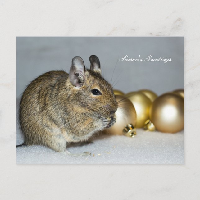 Cartes Pour Fêtes Annuelles Degu & Baubles Vœux de la saison (Devant)