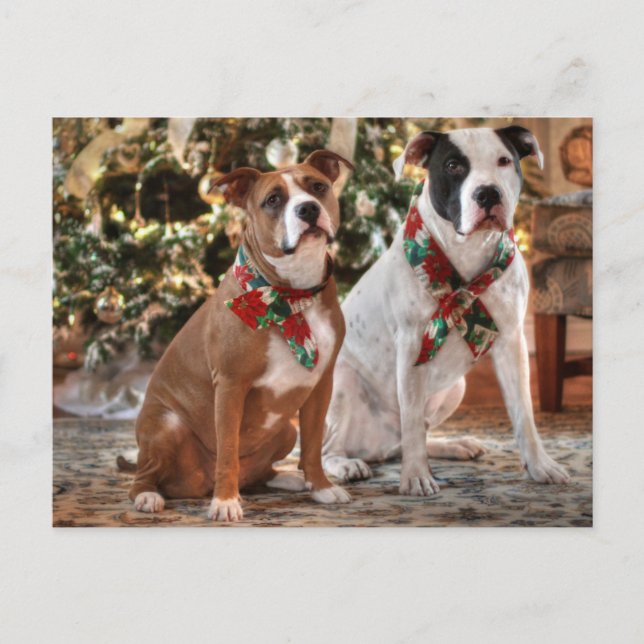 Cartes Pour Fêtes Annuelles Délivrance mignonne Pitbull de Noël et chien de (Devant)