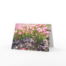 Deux fleurs du printemps