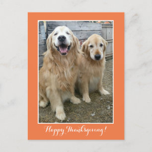 Cartes Pour Fêtes Annuelles Deux mignons Chiens d'or pour l'épreuve Thanksgivi