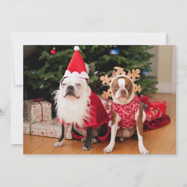Cartes Pour Fêtes Annuelles Deux terriers boston en costumes de Noël (Devant)