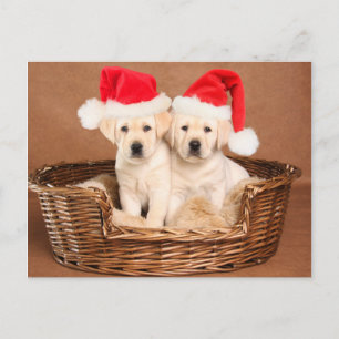 Cartes Pour Fêtes Annuelles Deux Yellow Lab