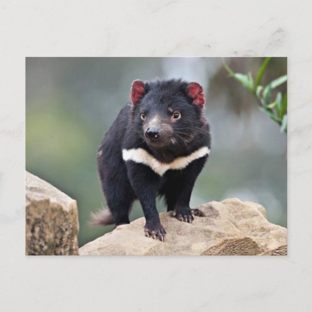 Cartes Pour Fêtes Annuelles diable de Tasmanie (Devant)