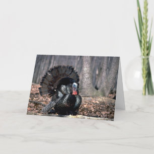Cartes Pour Fêtes Annuelles Dindons sauvages de l'Est poussant dans les bois
