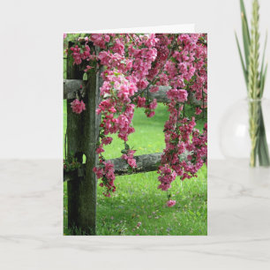 Cartes Pour Fêtes Annuelles Dogwood de Pâques