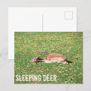 Cartes Pour Fêtes Annuelles Dormir Cerf en hibernation en automne sur les prés