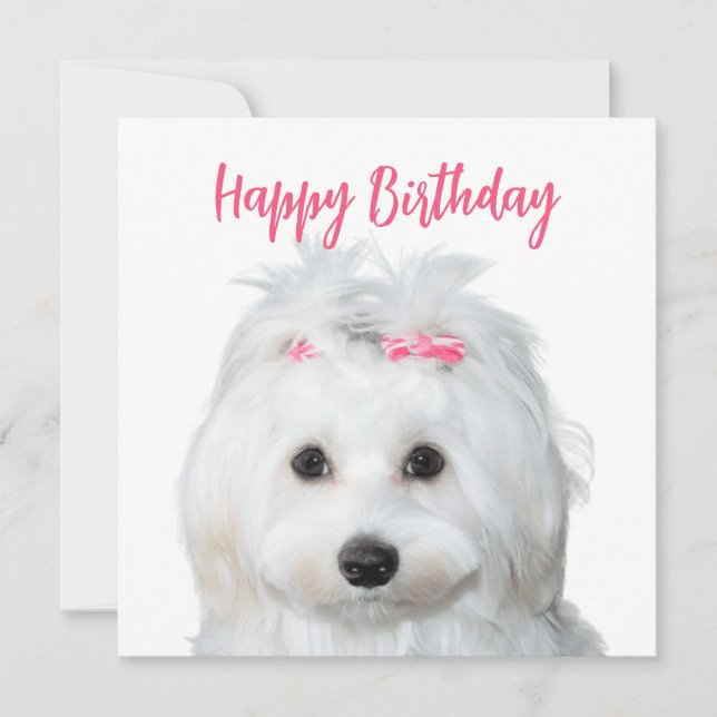 Cartes Pour Fêtes Annuelles Douceur blanche maltaise (Devant)
