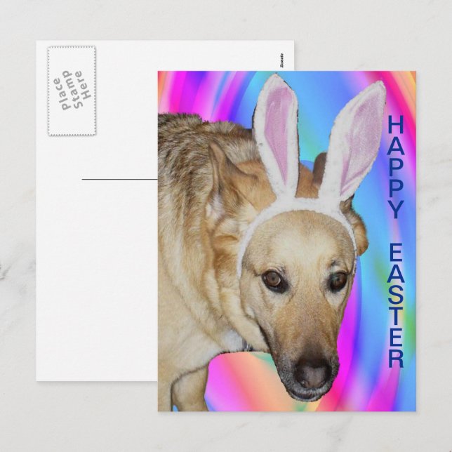 Cartes Pour Fêtes Annuelles Drôle Berger Allemand Chien & Oreilles Lapin Pâque (Devant / Derrière)