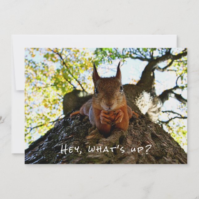 Cartes Pour Fêtes Annuelles Drôle mignon Hey What's Up Squirrel Bonjour Sup (Devant)