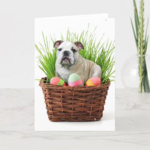 Cartes Pour Fêtes Annuelles Easter bulldog