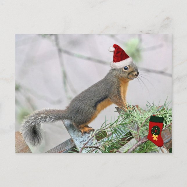 Cartes Pour Fêtes Annuelles Écureuil de Noël avec réserve de Noël (Devant)