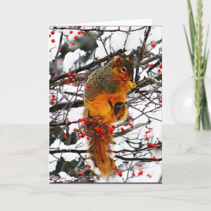 Cartes Pour Fêtes Annuelles Écureuil Snow Red Berry Tree Photo Noël