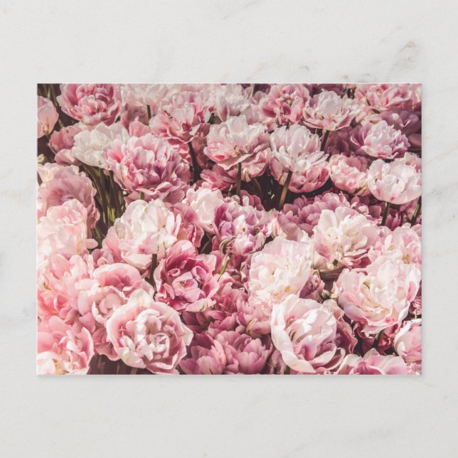 Cartes Pour Fêtes Annuelles Élégant Rose de la Saint Valentin (Devant)