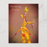 Elégante Orange Jaune Orchidée Fleur penser de vou
