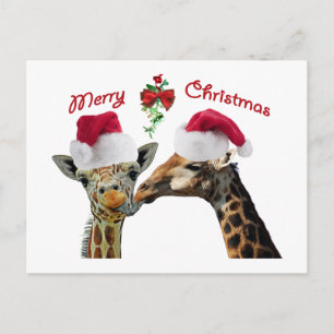 Cartes Pour Fêtes Annuelles Embrasser les girafes de Noël sous Mistletoe