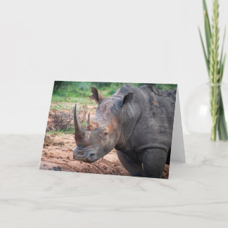 Cartes Pour Fêtes Annuelles Endangered rhino, Afrique du Sud
