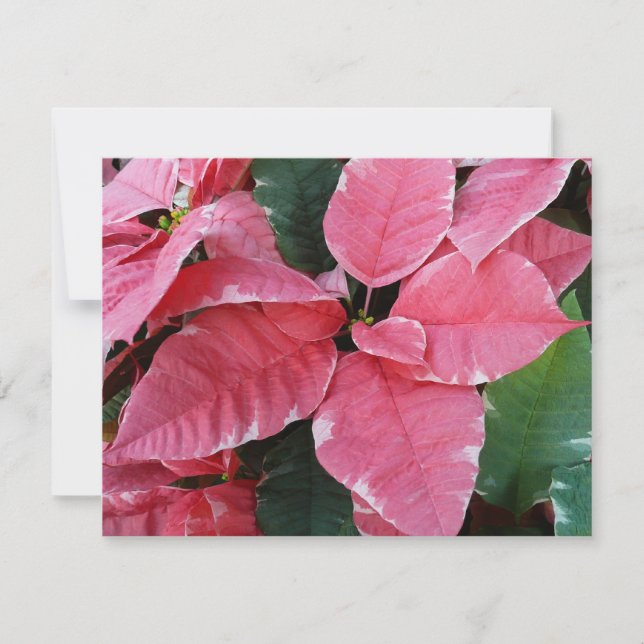Cartes Pour Fêtes Annuelles Étoiles d'Argent Marbre Poinsettias Roses Fleurs d (Devant)