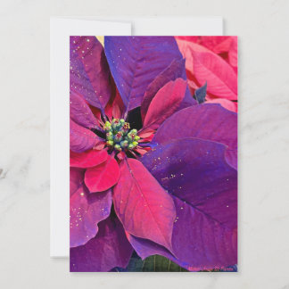 Cartes Pour Fêtes Annuelles Euphorbes violettes