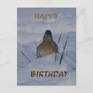 Cartes Pour Fêtes Annuelles Eurasian Skylark Bird Cust. Text Birthday Postcard
