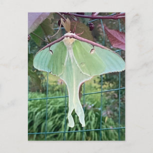 Cartes Pour Fêtes Annuelles Faune Luna American Moon Moth Énorme Nature Soie