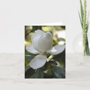 Cartes Pour Fêtes Annuelles Fée Magnolia Shadow