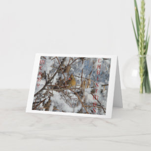 Cartes Pour Fêtes Annuelles Femme Cardinal du Nord et Snowy Tree