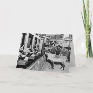 Cartes Pour Fêtes Annuelles Fenêtre de Noël de Frederick et du Nelson