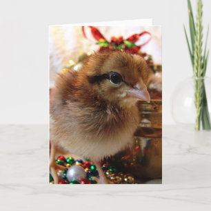 Cartes Pour Fêtes Annuelles Festif Chick de Noël