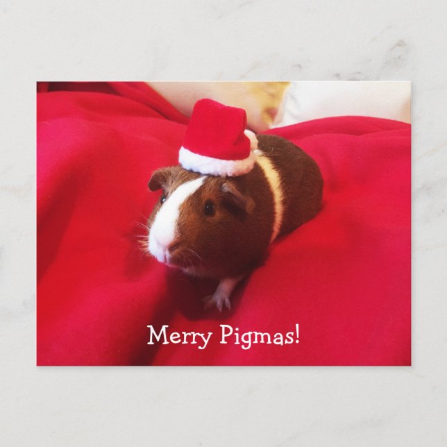 Cartes Pour Fêtes Annuelles Fêtes de Noël du Cochon de Guinée Santa Claus (Devant)
