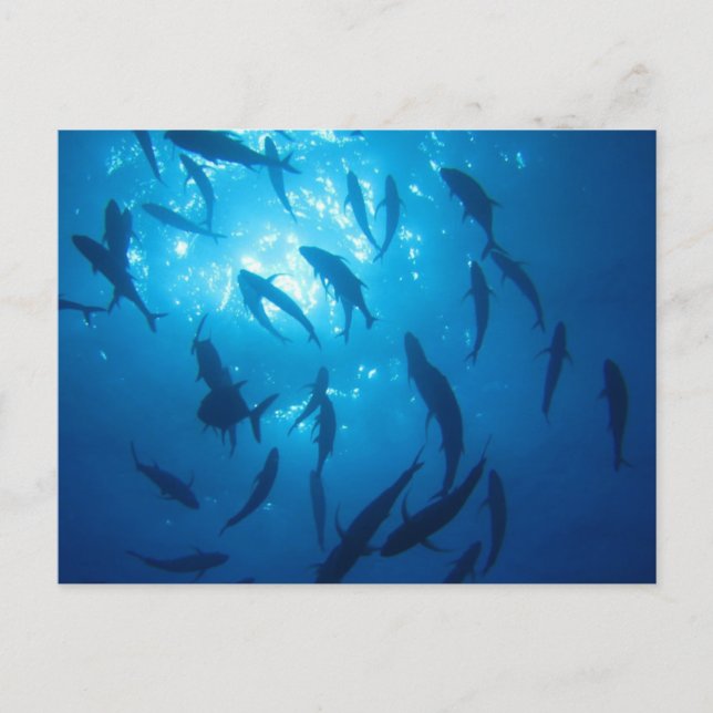 Cartes Pour Fêtes Annuelles Feu solaire de poisson sous la mer (Devant)