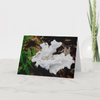 Fiche de note sur le champignon du plateau de cora
