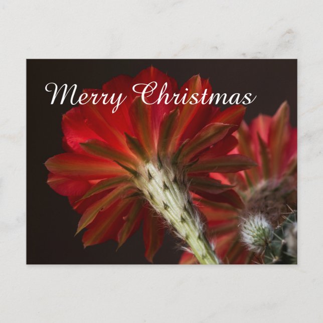Cartes Pour Fêtes Annuelles Firelight Cactus tout autour, Joyeux Noël (Devant)