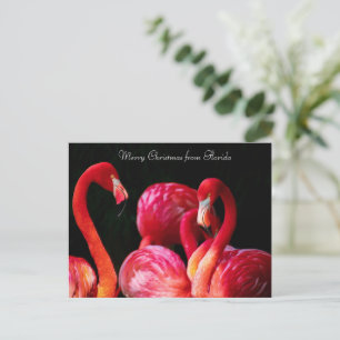 Cartes Pour Fêtes Annuelles Flamant rose rose, Joyeux Noël de Floride