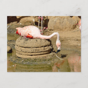 Cartes Pour Fêtes Annuelles Flamant rose sur son nid