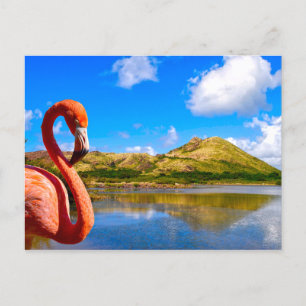Cartes Pour Fêtes Annuelles Flamingo des Caraïbes en Saint-Kitts