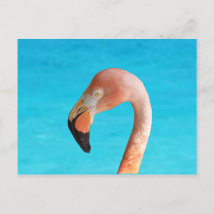 Cartes Pour Fêtes Annuelles Flamingo rose face à l'eau bleue sur