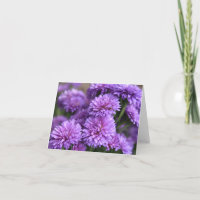 Fleur d'Aster de Chine pourpre