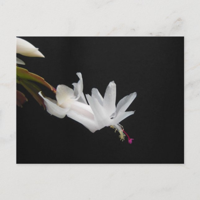 Cartes Pour Fêtes Annuelles Fleur de cactus de Noël blanc (Devant)