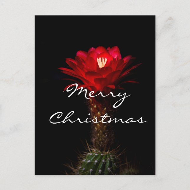 Cartes Pour Fêtes Annuelles Fleur de cactus torche rouge, Joyeux Noël (Devant)