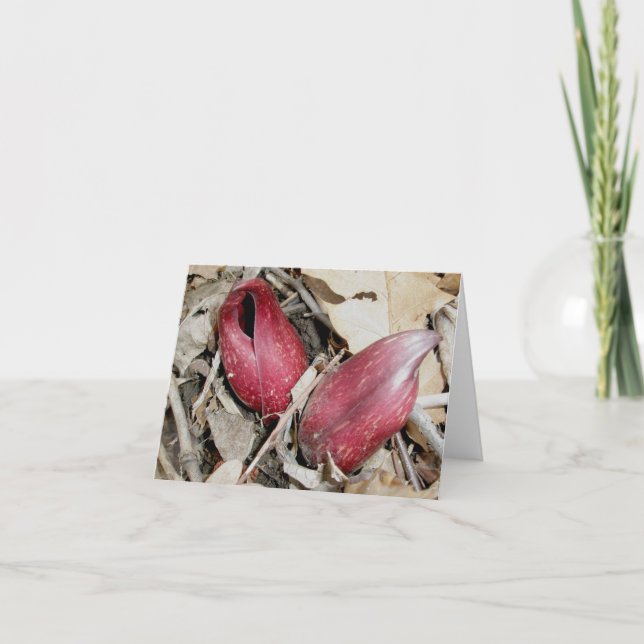 Cartes Pour Fêtes Annuelles Fleur de chou de peau (Symplocarpus foetidus (L.) (Devant)