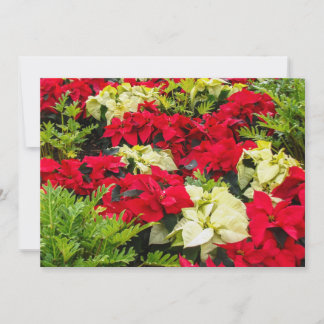 Cartes Pour Fêtes Annuelles Fleur de Noël rouge Poinsettia