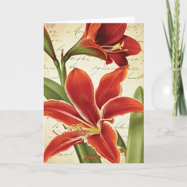 Cartes Pour Fêtes Annuelles Fleur rouge de Noël d'amaryllis botanique (Devant)