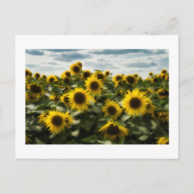 Cartes Pour Fêtes Annuelles fleurs (Devant)